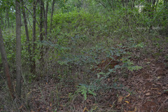 Desmodium pulchellum